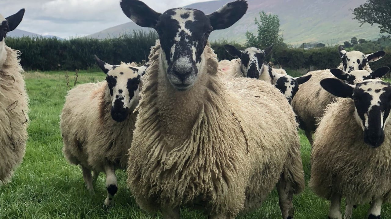Southeast Mule ewes Source: Eric Driver