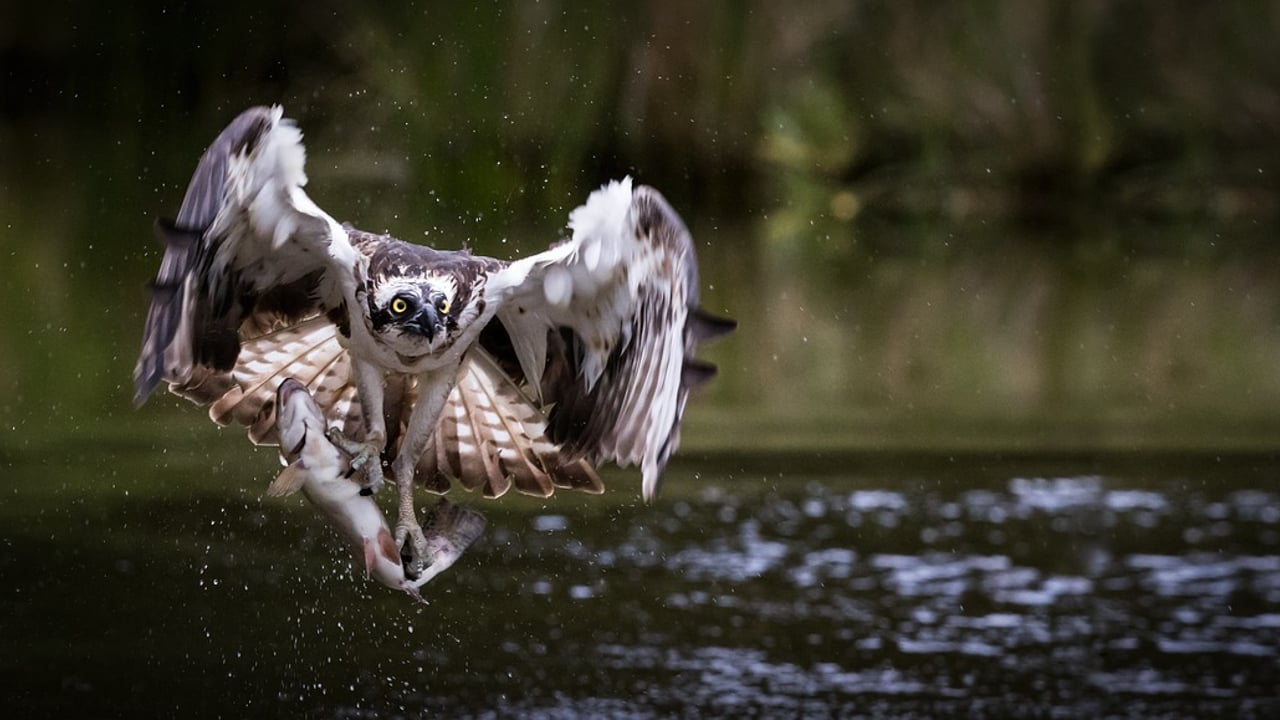 19 osprey chicks arrive in Ireland to be released as part of reintroduction programme