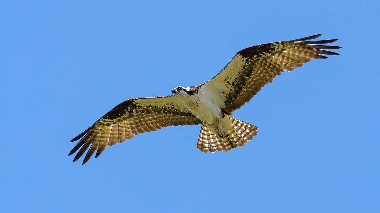NPWS releases osprey chicks as part of reintroduction programme
