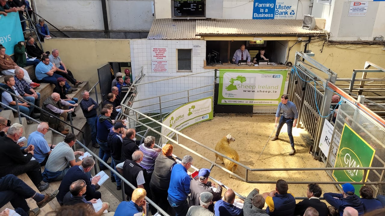 Sheep Ireland sale at Tullamore Mart Source: Sheep Ireland Facebook