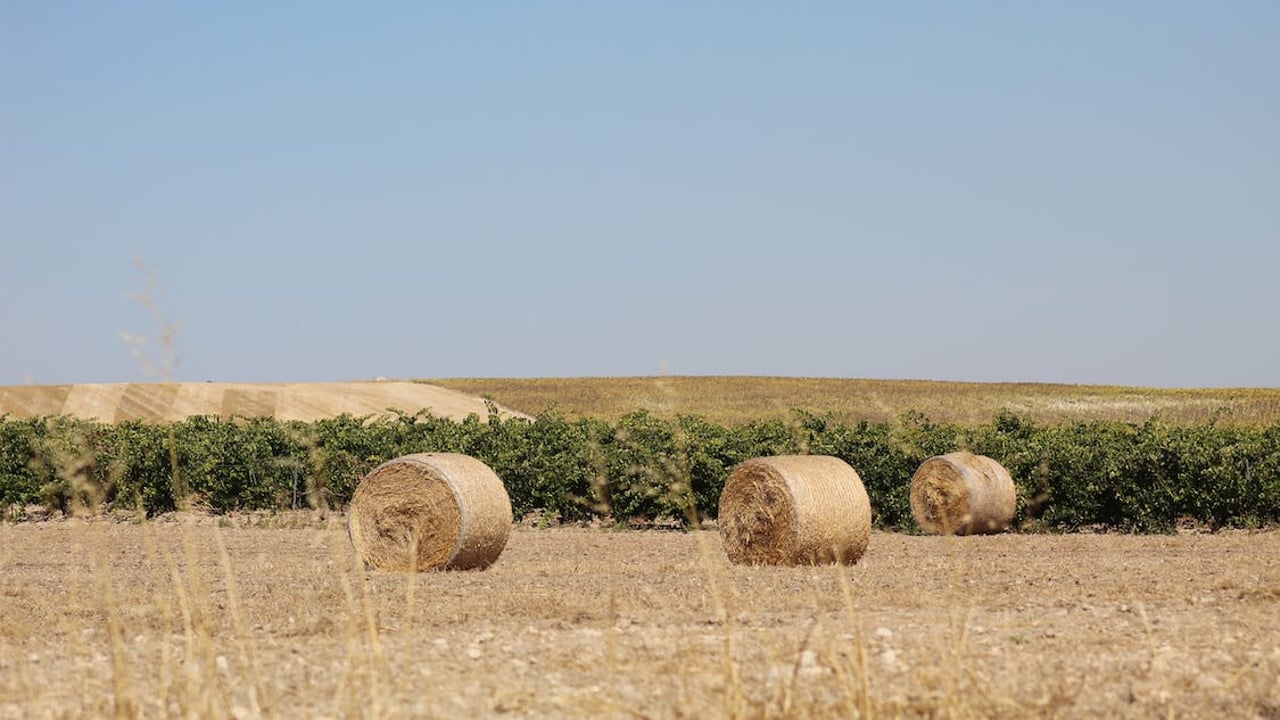 Farmer donates 10 bales to charity for auction