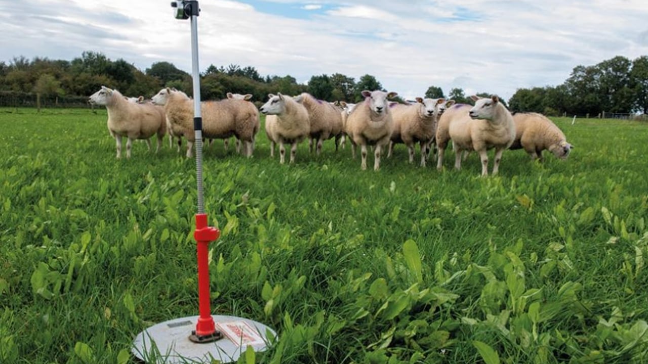 Sheep advice: Earlier slaughter weights on a mixed sward