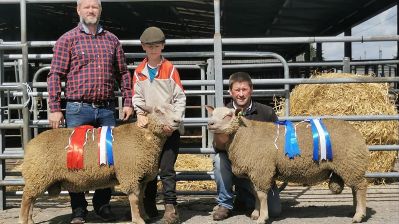 Champion and reserve champion rams from the  Irish Charollais Sheep Society's 2022 Tullow sale
