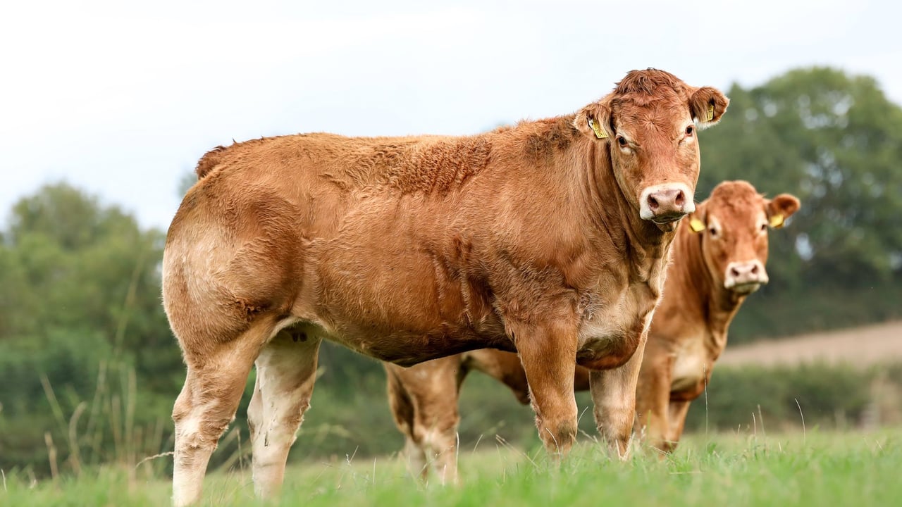 This Limousin-cross cow with her calf at foot and scanned back in calf to a Limousin stock bull sold for €5,000. Source: A Moore Media