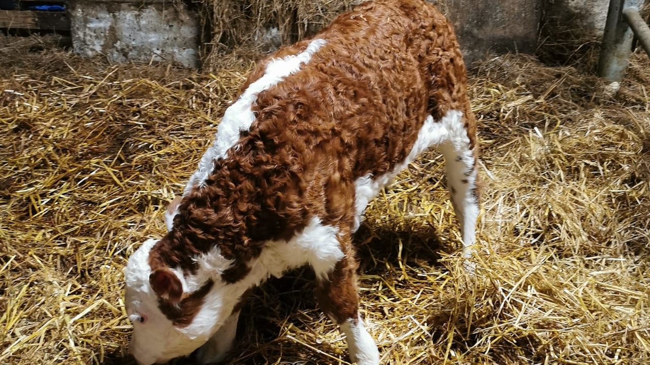 Heifer calf in Co. Tipperary Source: Garrynoe Herefords
