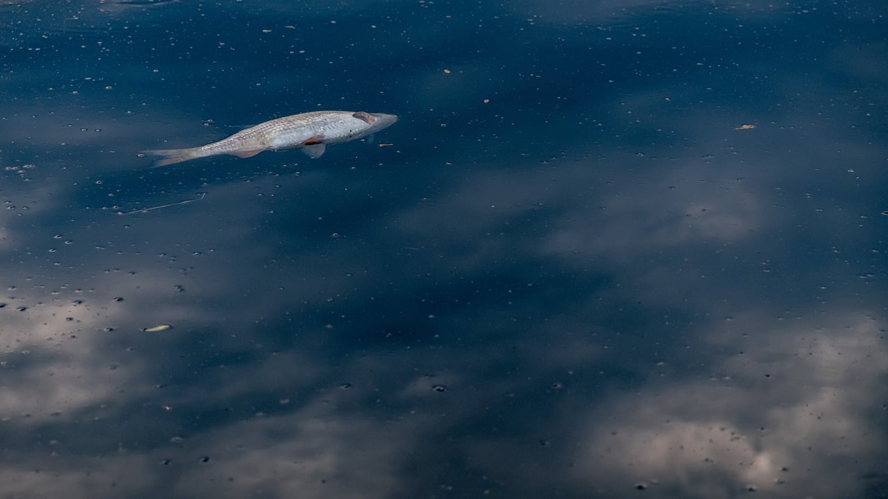 EPA investigating fish kill following incident at Aurivo milk plant