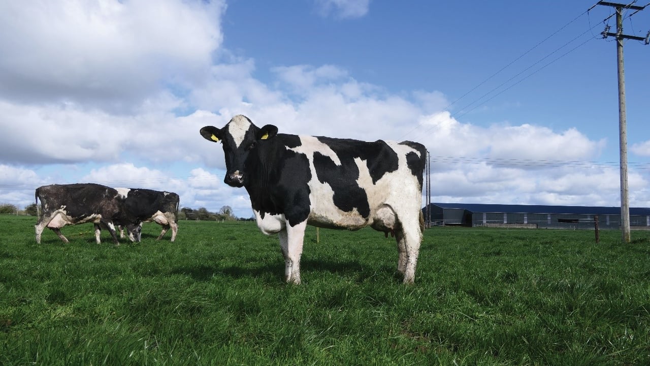 IHFA Farmer Focus Series: Value and longevity in two well-known herds