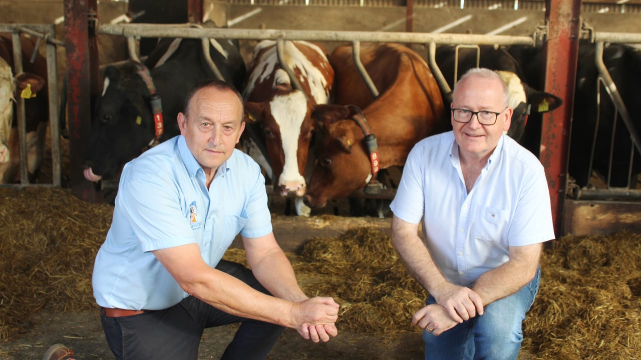 Tyrone dairy farmer displays ProCROSS breeding results