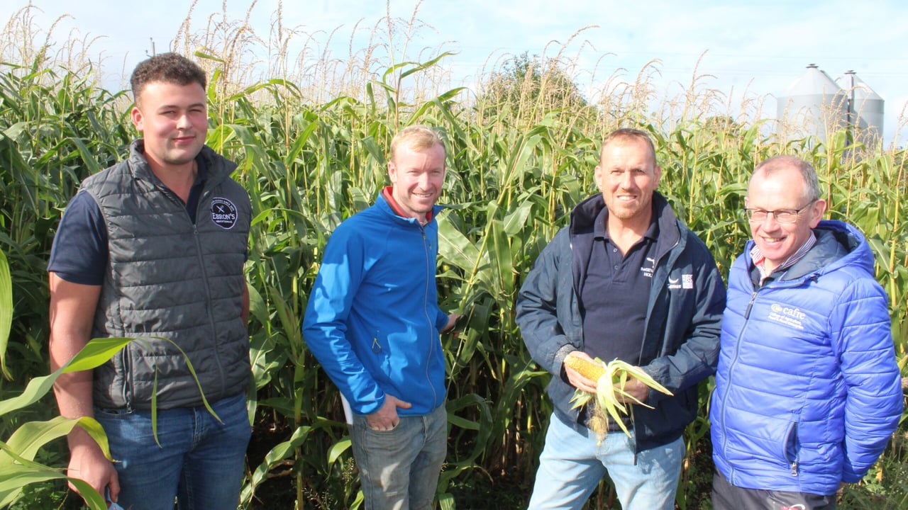 Growing maize for year-round milk production systems