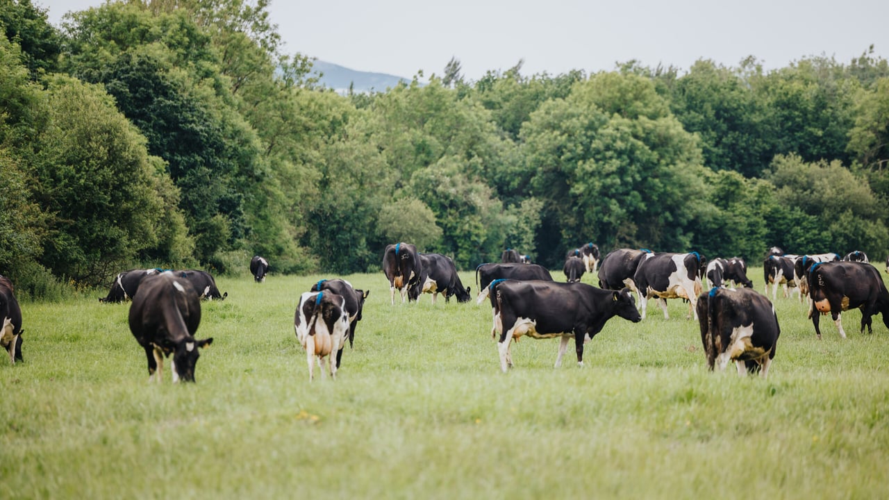 IHFA farm walk this Friday to highlight 7 'focus farmers'