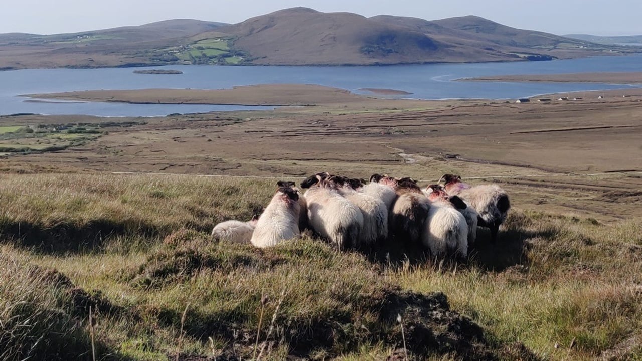 Patrick Gaughan's Mayo Blackface sheep in Bangor Erris, Co. Mayo Source: John Noonan