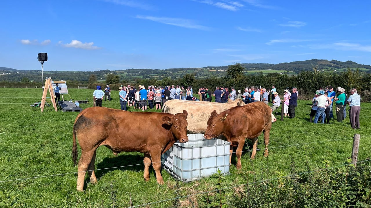 Crowds gathered in the sunshine at the Kildalton Agricultural College suckler and beef information event on Friday, September 8
