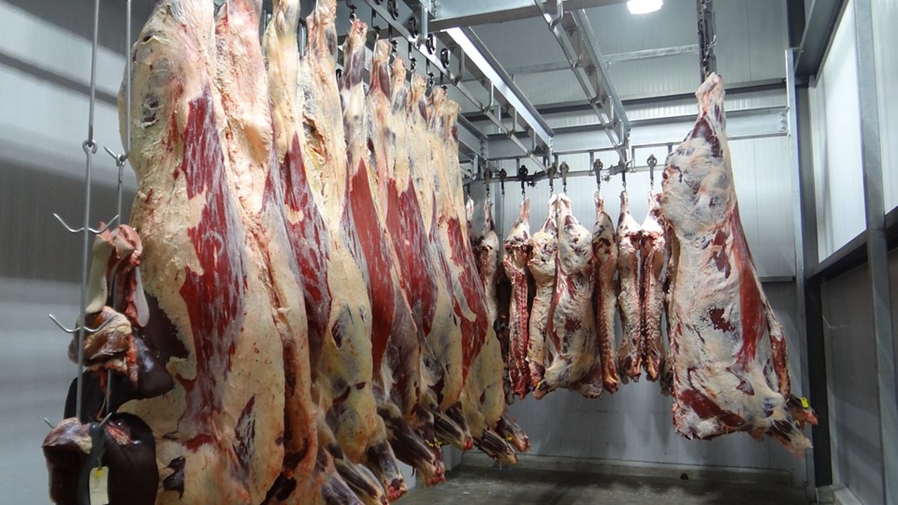 DAFM criticised for promoting beef exports amid biodiversity crisis