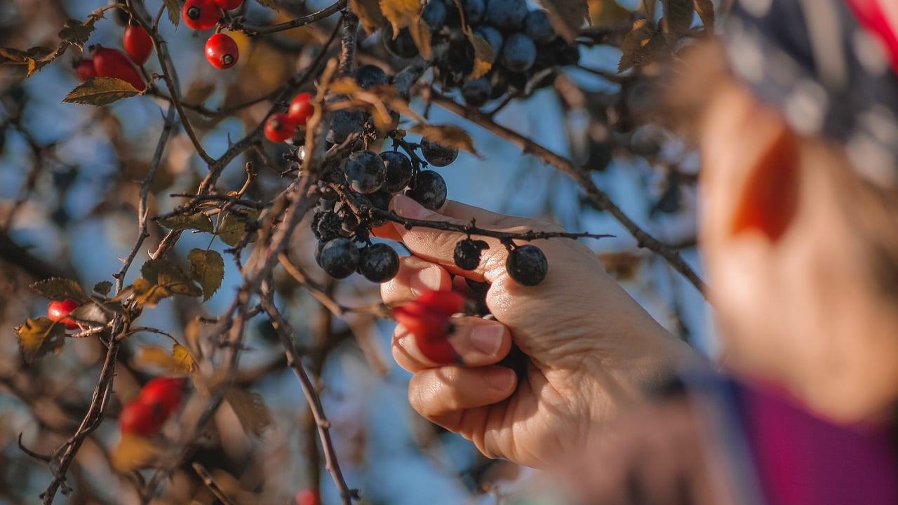 Volunteers save unwanted fruit from rotting on trees each year