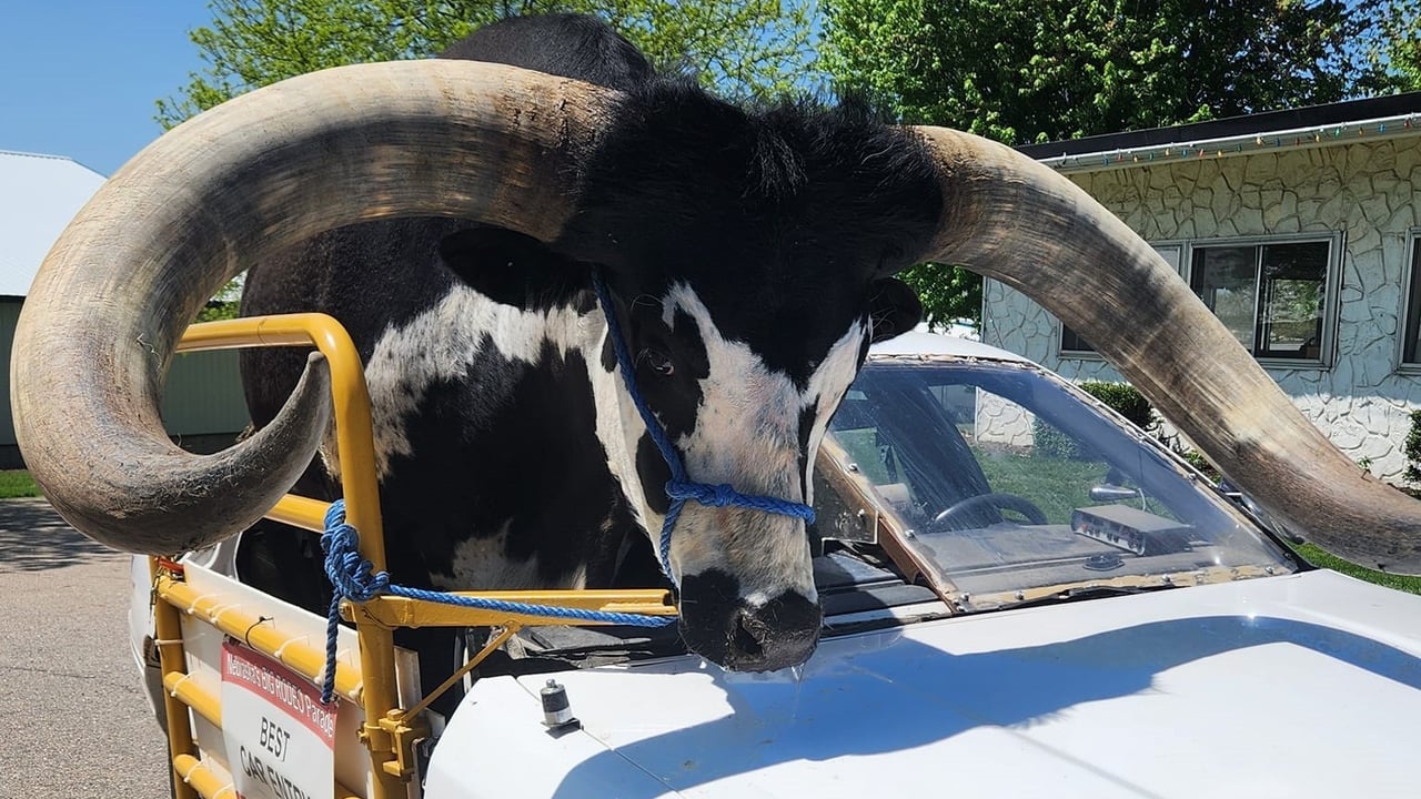 Watch: Man driving with bull in his car stopped by police