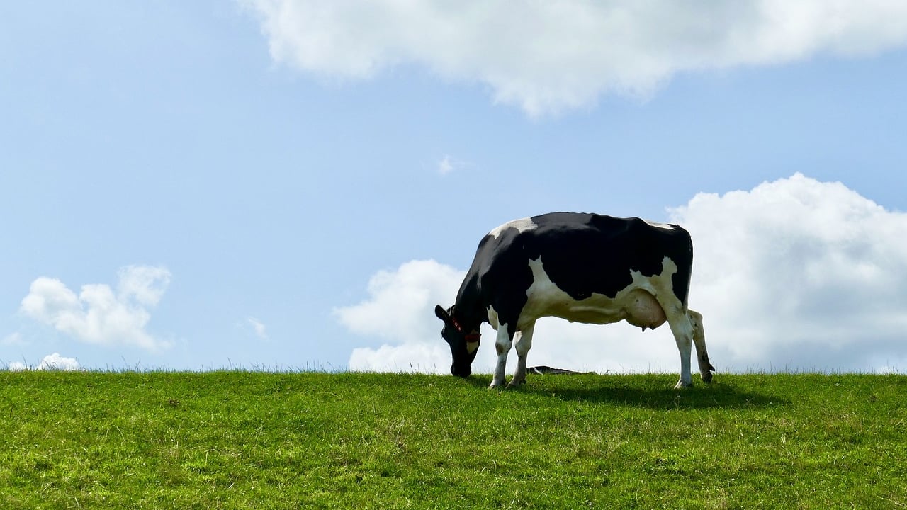 'Sustainable breeding' highlighted at open day