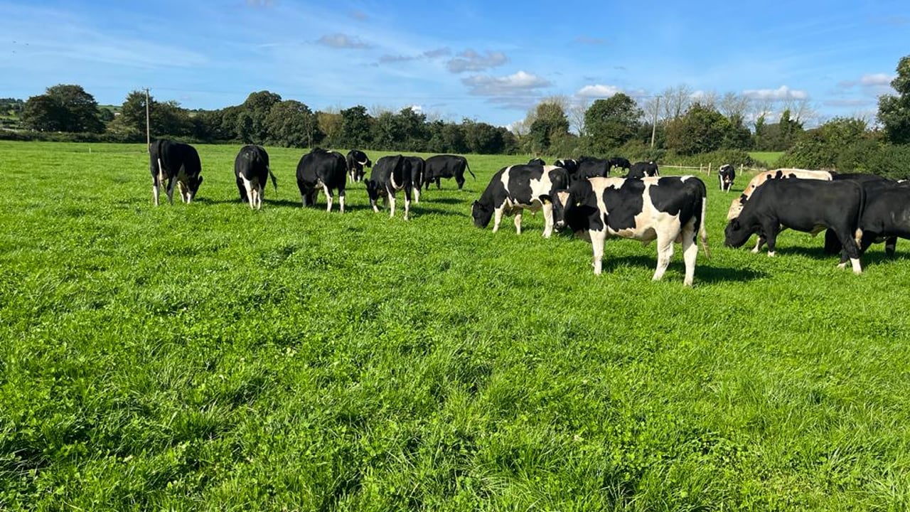 Dairy breeding for beef feeding: Planning for spring grass