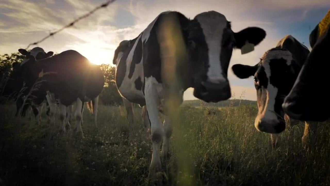 Dairy Focus: Economic and environmental sustainability at Glastry Farm