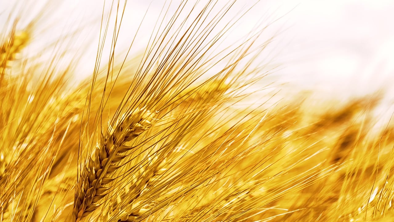Boortmalt points to decline in distilling volumes 'bringing volatility'