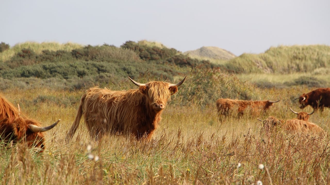 Tullow Mart sees record Highland price at auction in Ireland
