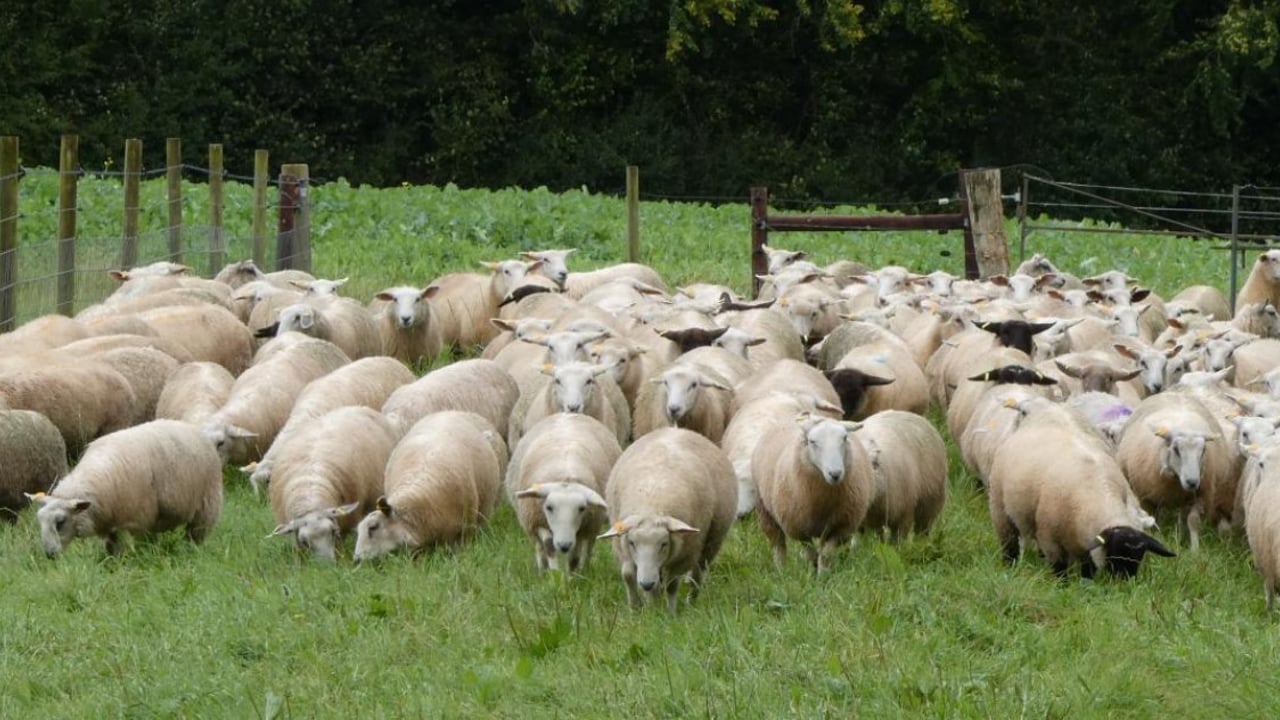 The New Zealand sheep breed, the Tefrom. Source: John Keely