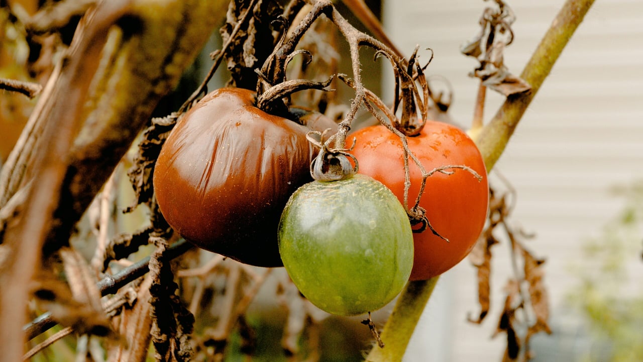 Tackle food loss and waste to reduce GHG emissions - United Nations
