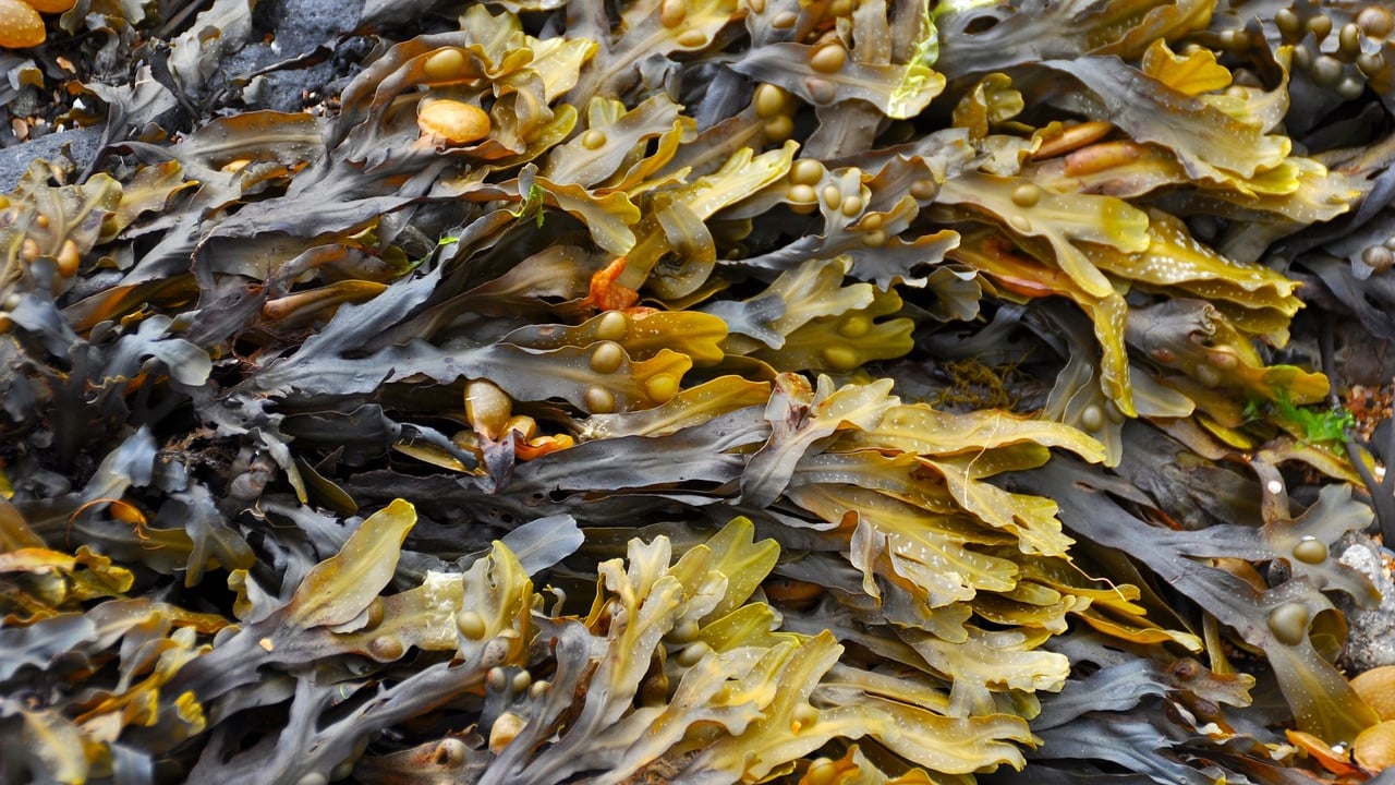 Seaweed feed additive reduces methane emissions by over 10%