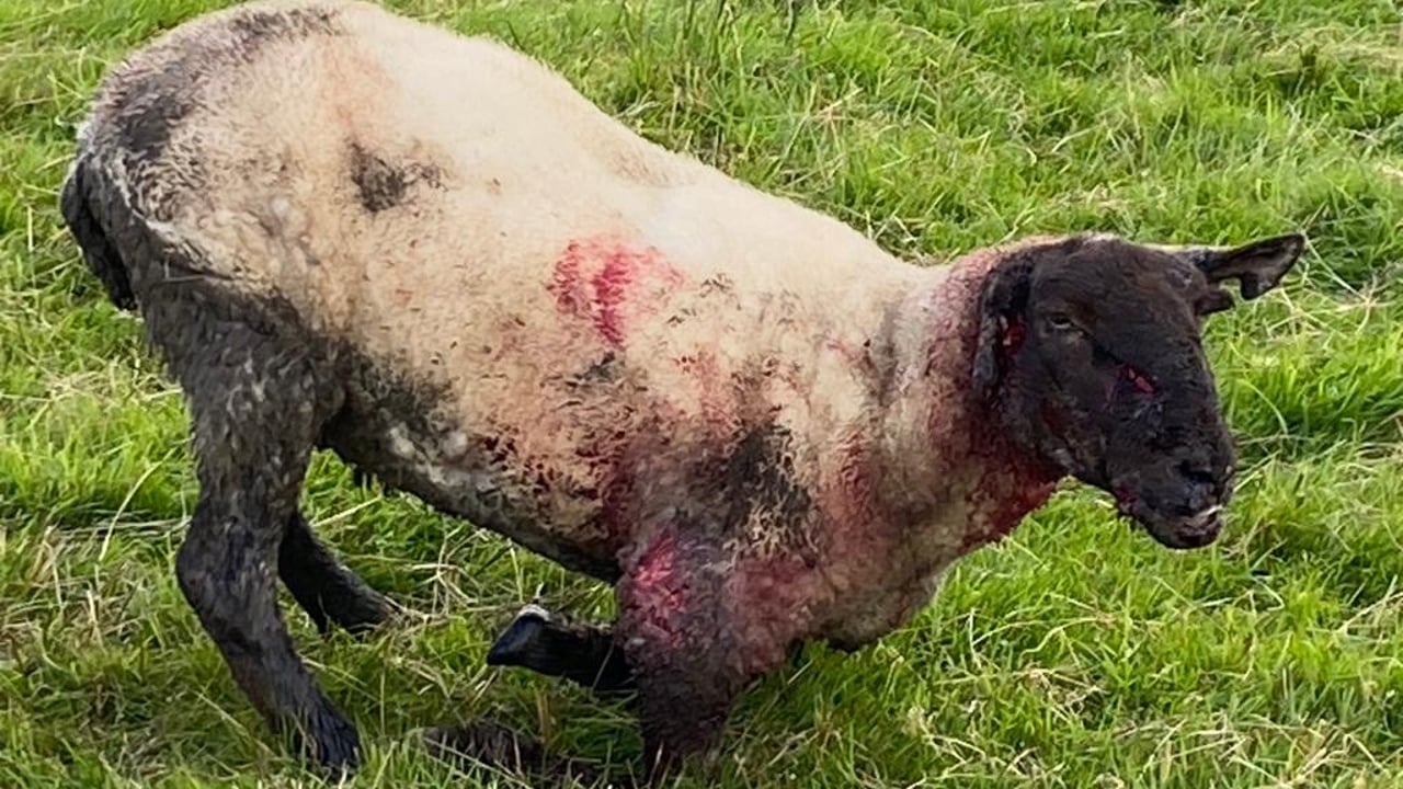 Graphic pics: Sheep 'horrendously mauled' by a dog in Wicklow