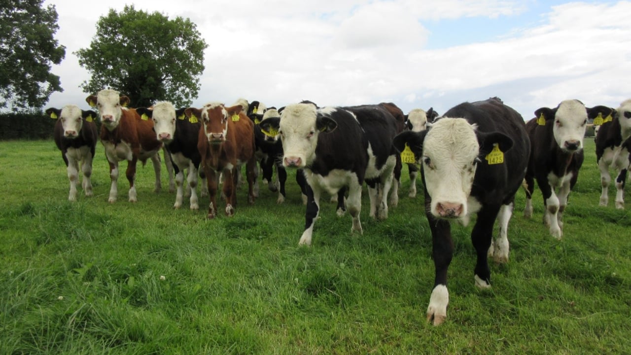 Autumn Beef Series: Maintaining calf performance at grass in autumn