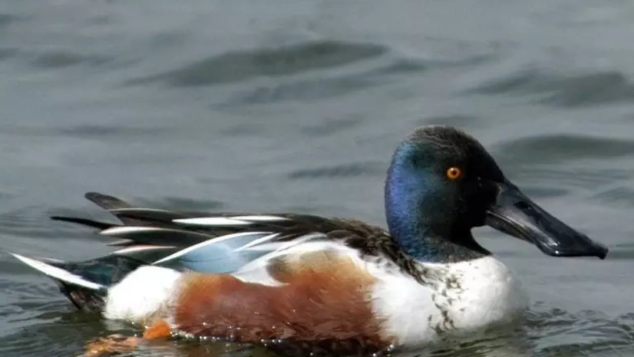 Four wild birds now on banned list for shooting
