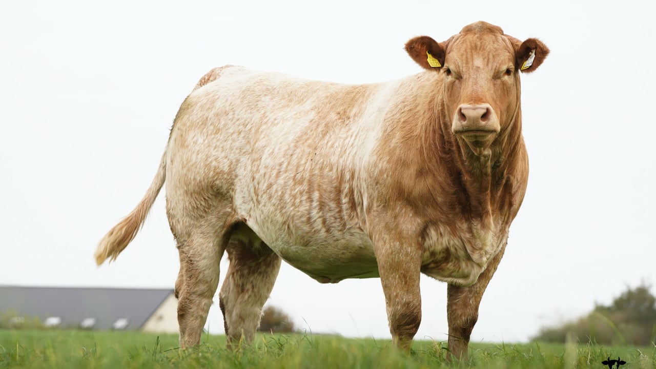 Special springer sale set for Tuam Mart on Monday