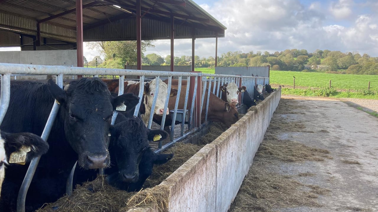 ABP Demo Farm: Wet weather, housing cattle and kill-out results