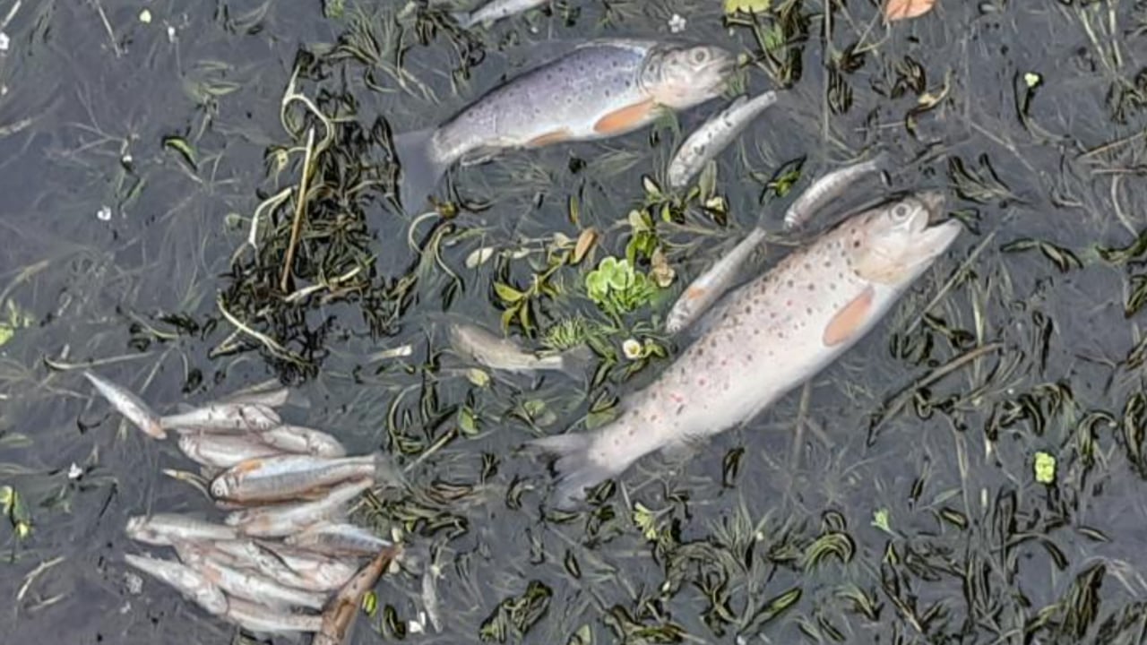 Sample image of trout killed in the incident in Cavan in July 2022 Source: IFI