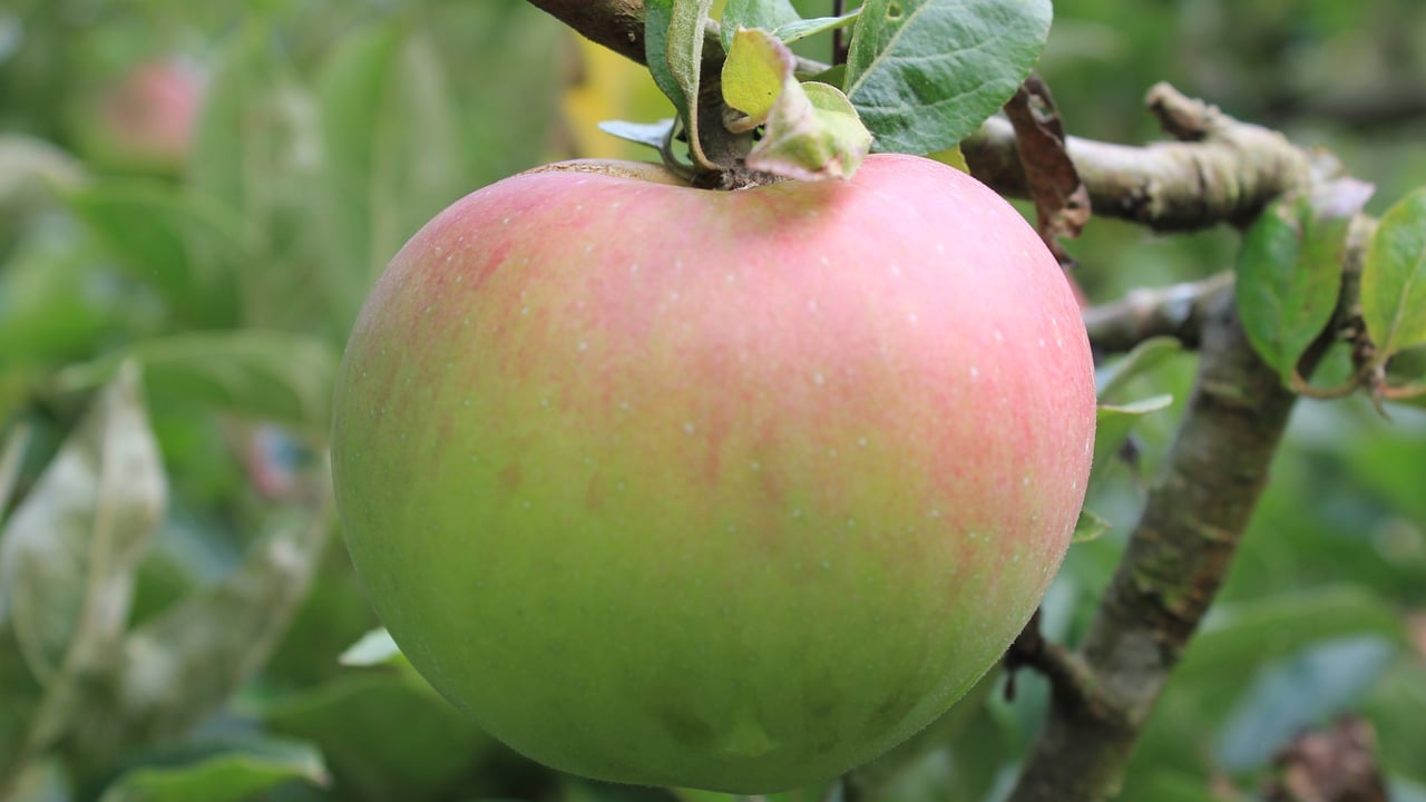Irish Seed Savers seeks heritage seed bank leader