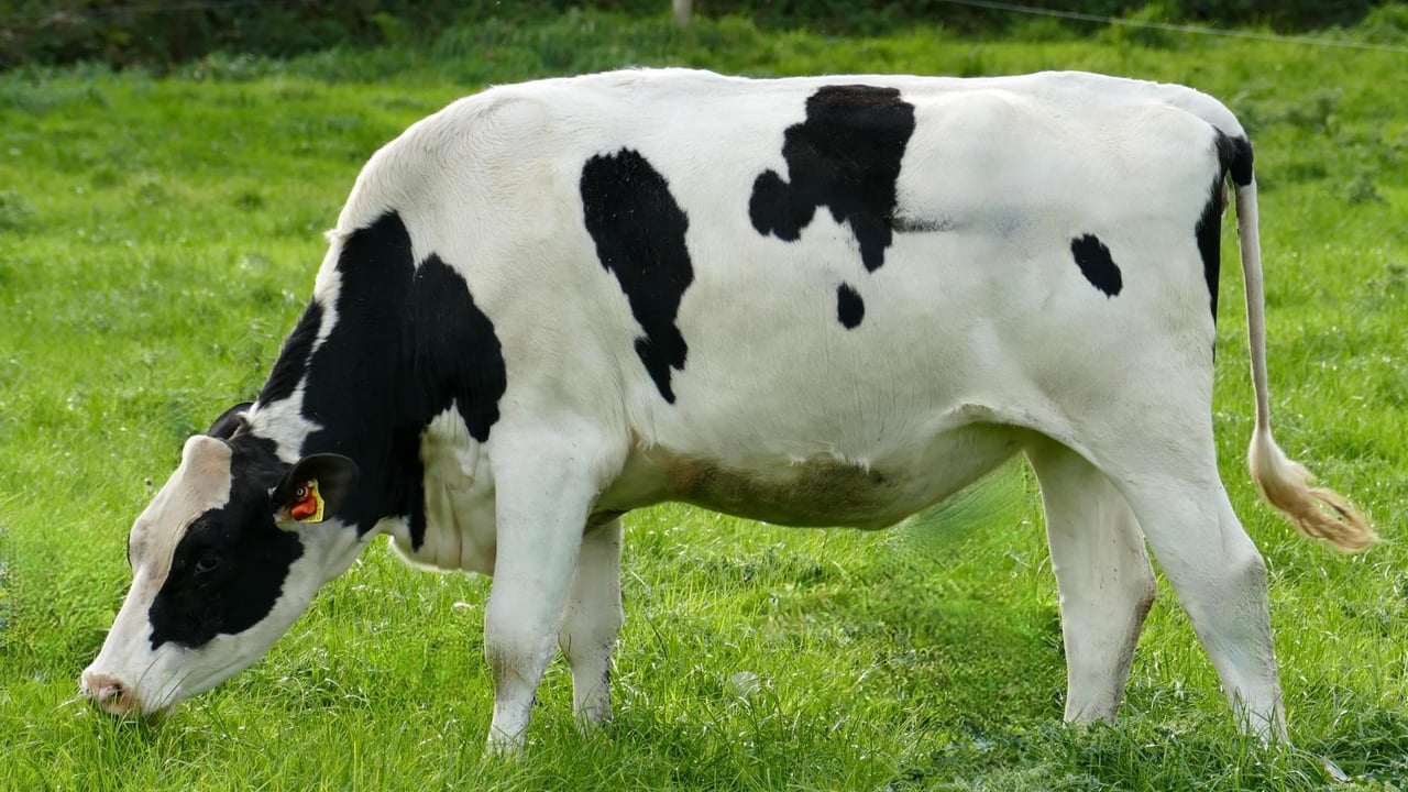 Lot 25: Mohoncross Noreen 58, sold for 5,300gns