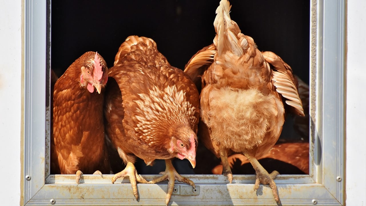 All-island housing order for poultry in place due to bird flu risk