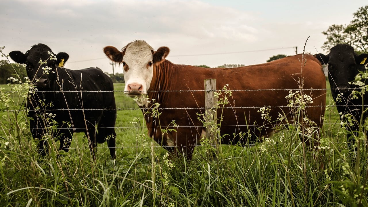 Mercosur: No intention to use compensation tool for EU farmers