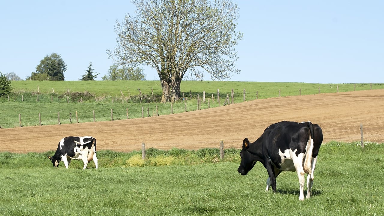 FMD: Slovakia and Hungary both see further outbreaks this week
