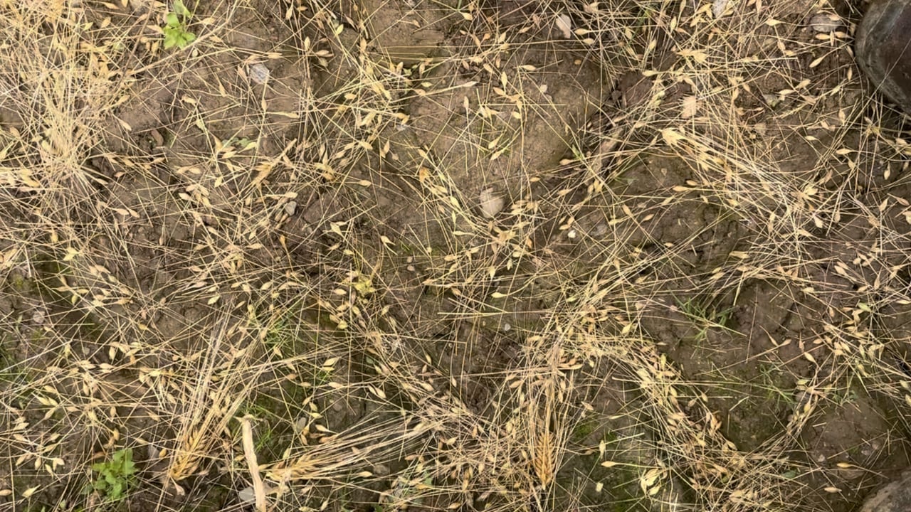 Damaged winter barley in Co. Wexford earlier this year
