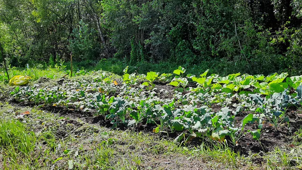 Paludiculture trials on farmed peatlands
Source: Green Restoration Ireland Co-op.