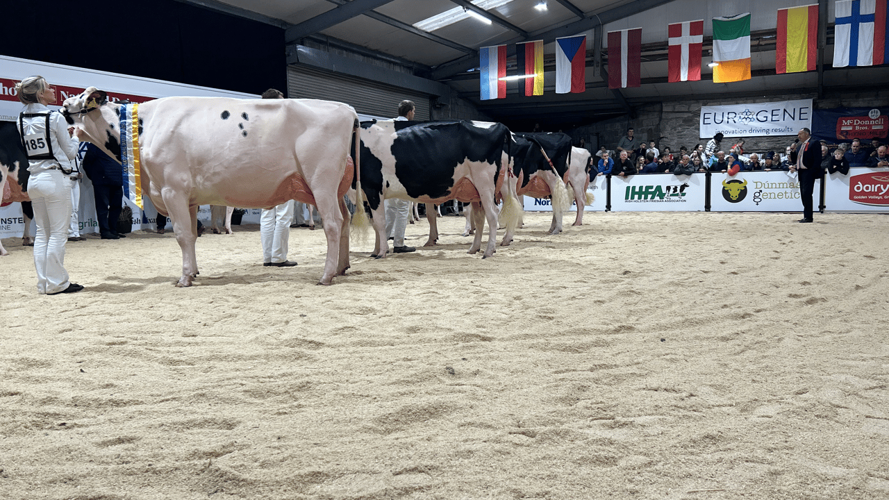 Eedy Holsteins claim AXA National Dairy Show title