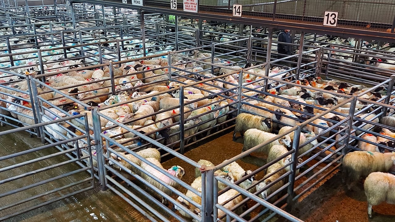 A selection of sheep at the sale in Kenmare Mart Source: Kenmare Co-Op Mart