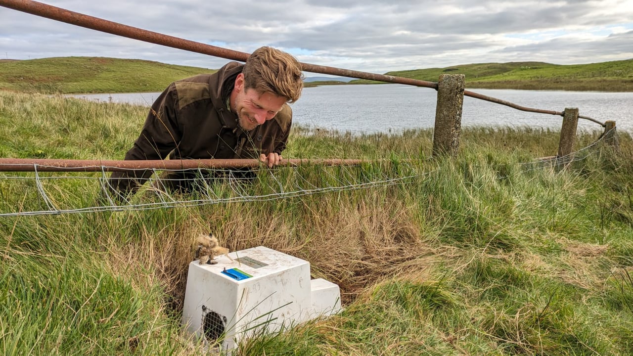 Traps to catch ferrets placed on Rathlin Island