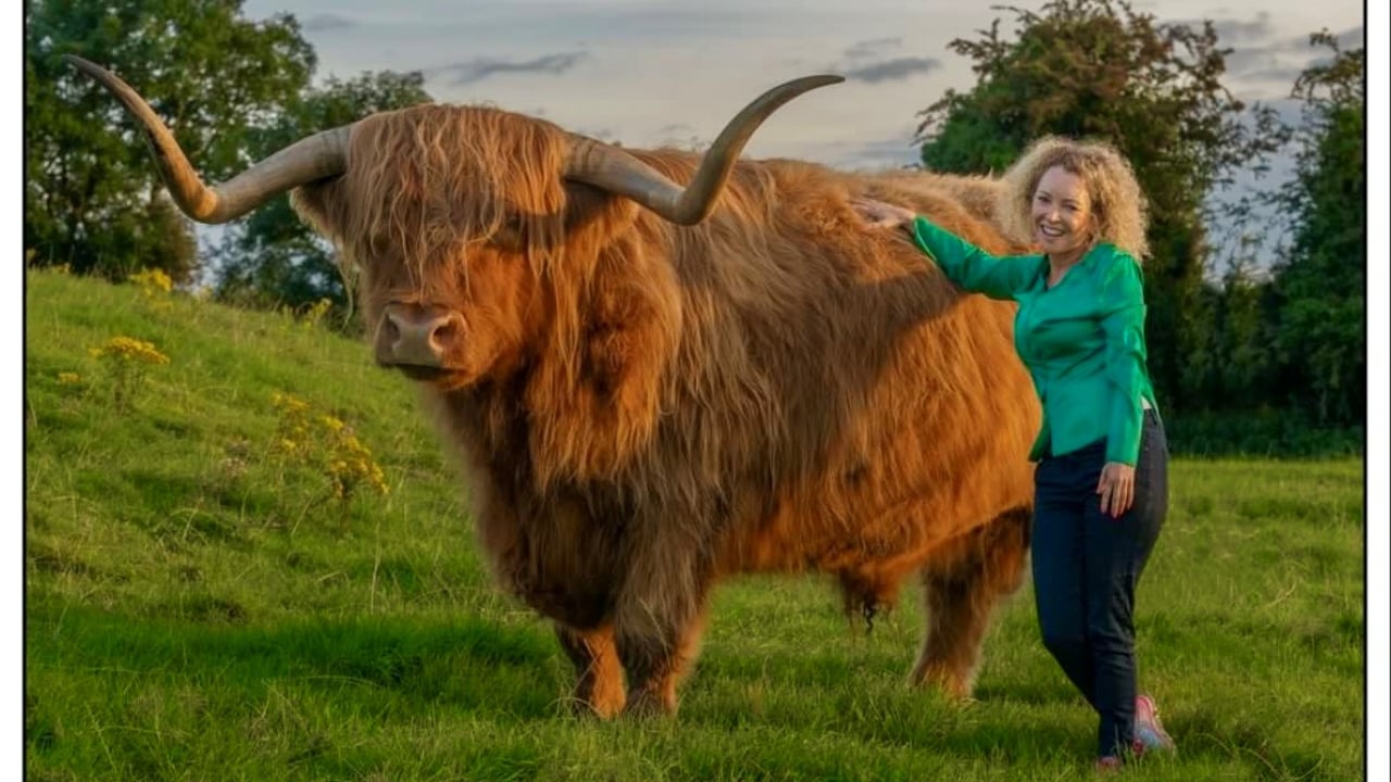 The organisers will welcome Highland cattle breeder from Co Longford, Michelle Shaughnessy, to judge the Highlands in the event. Source: Willie Forde