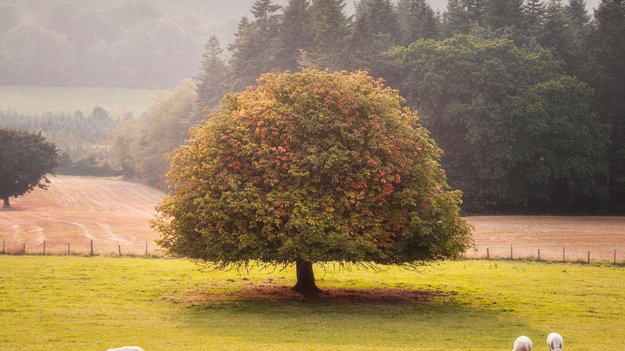 Aoife Hestor's winning image