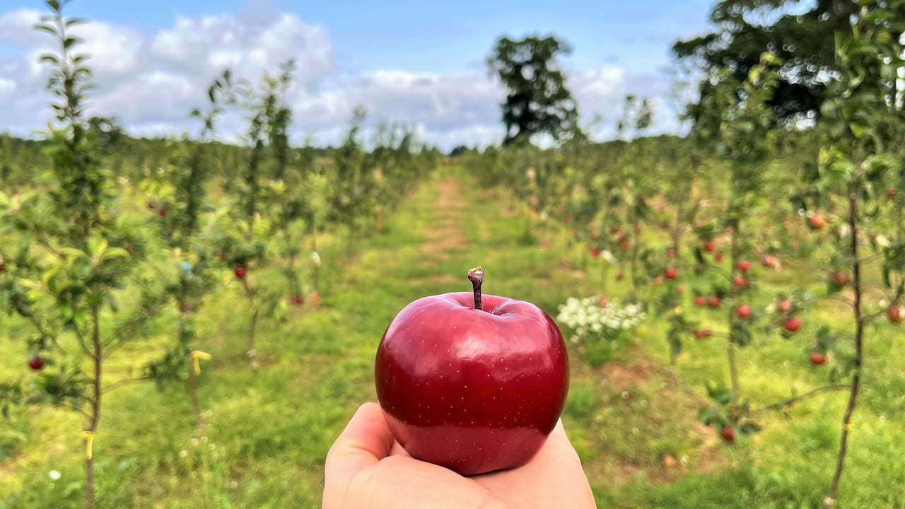 'The perfect apple' claims top honours in photo competition