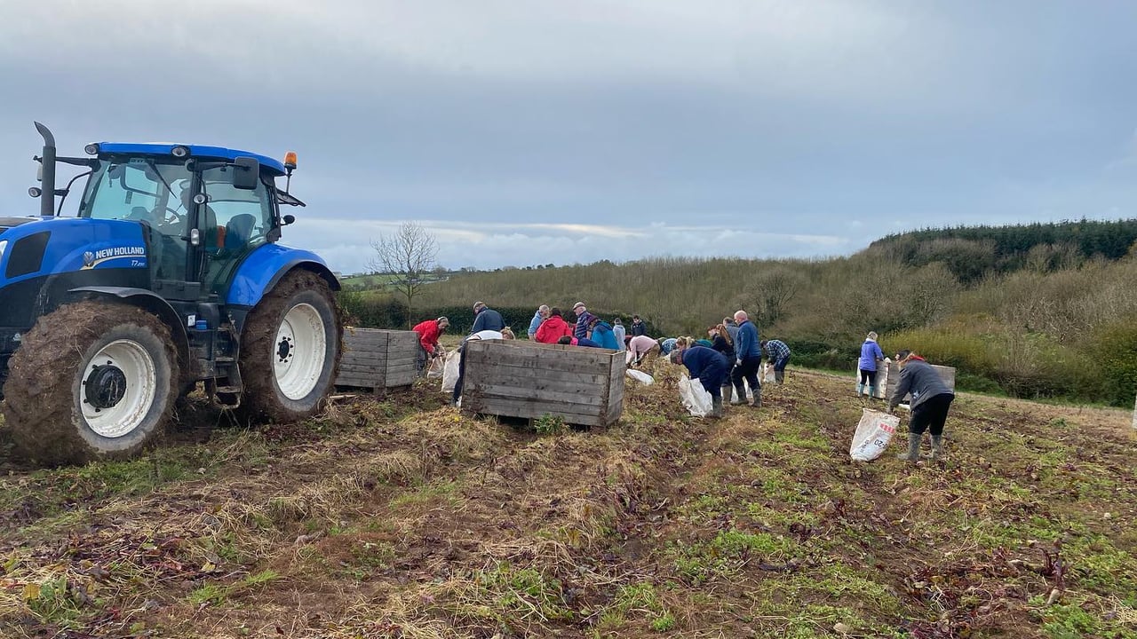 Over 60 volunteers help harvest beetroot crop in Cork