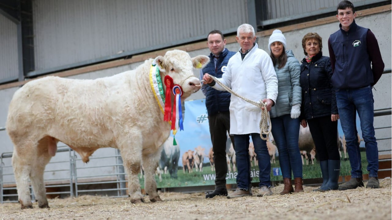Kilcleagh Tom sold for €9,000. Source: Tricia Kennedy
