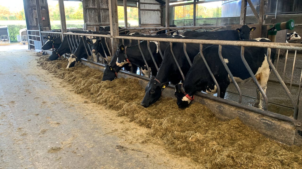 A selection of the current milking group at Drayne's Farm
