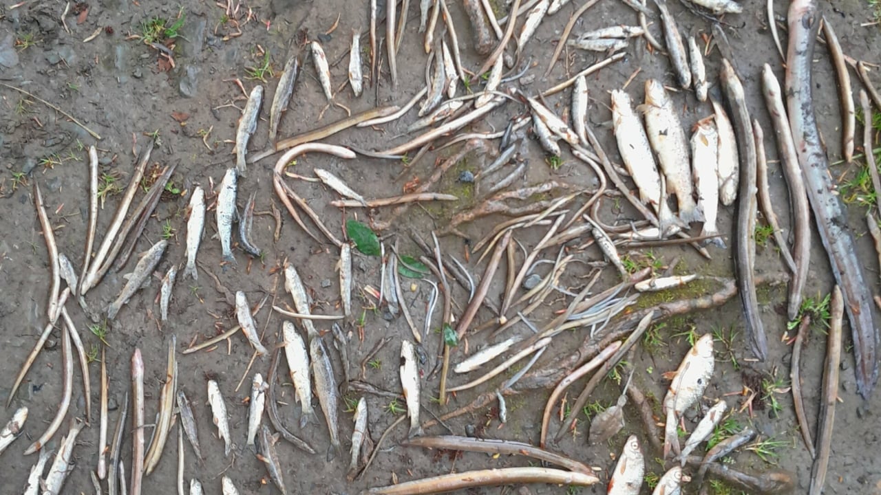 Source: Inland Fisheries Ireland